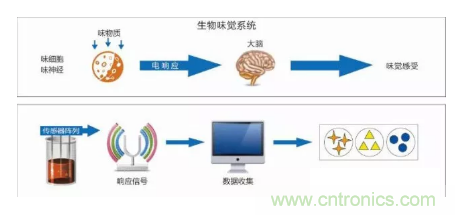 仿生傳感器的定義、原理、分類及應(yīng)用