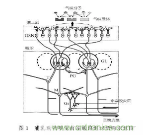 仿生傳感器的定義、原理、分類及應(yīng)用